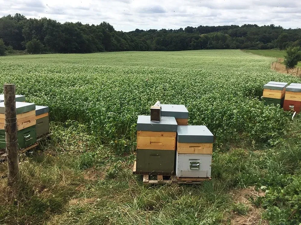 apiculteur-les-abeilles-d-avril-nivillac