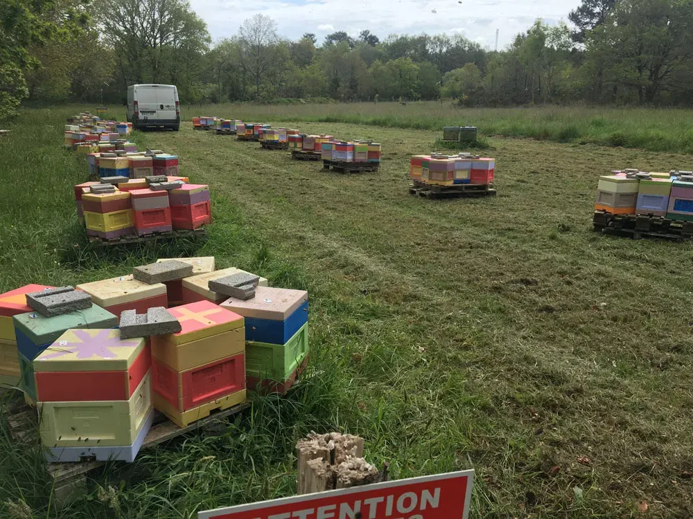 apiculteur-les-abeilles-d-avril-nivillac