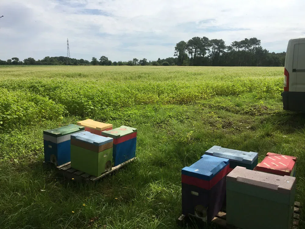 apiculteur-les-abeilles-d-avril-nivillac